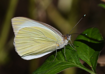 Great Southern White male